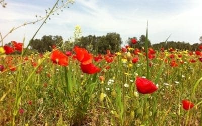 Agriturismo Mele