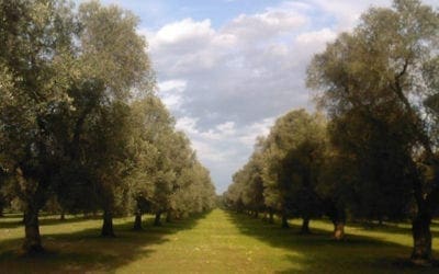 Azienda agricola Samali
