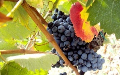 Azienda Agricola Casilli