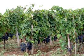 vigna