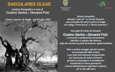 Nel centro storico di Veglie “SAECULARES OLEAE”, una mostra sugli ulivi secolari